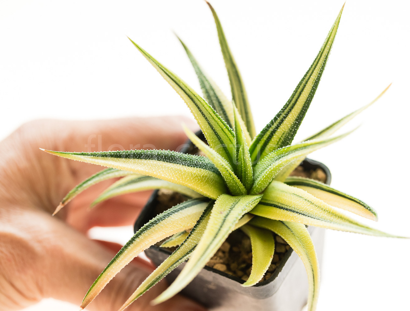Haworthia_fasciata_radula_Variegata-1