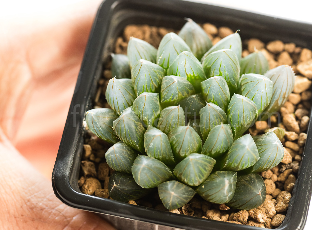 Haworthia_Yamada_Black-3