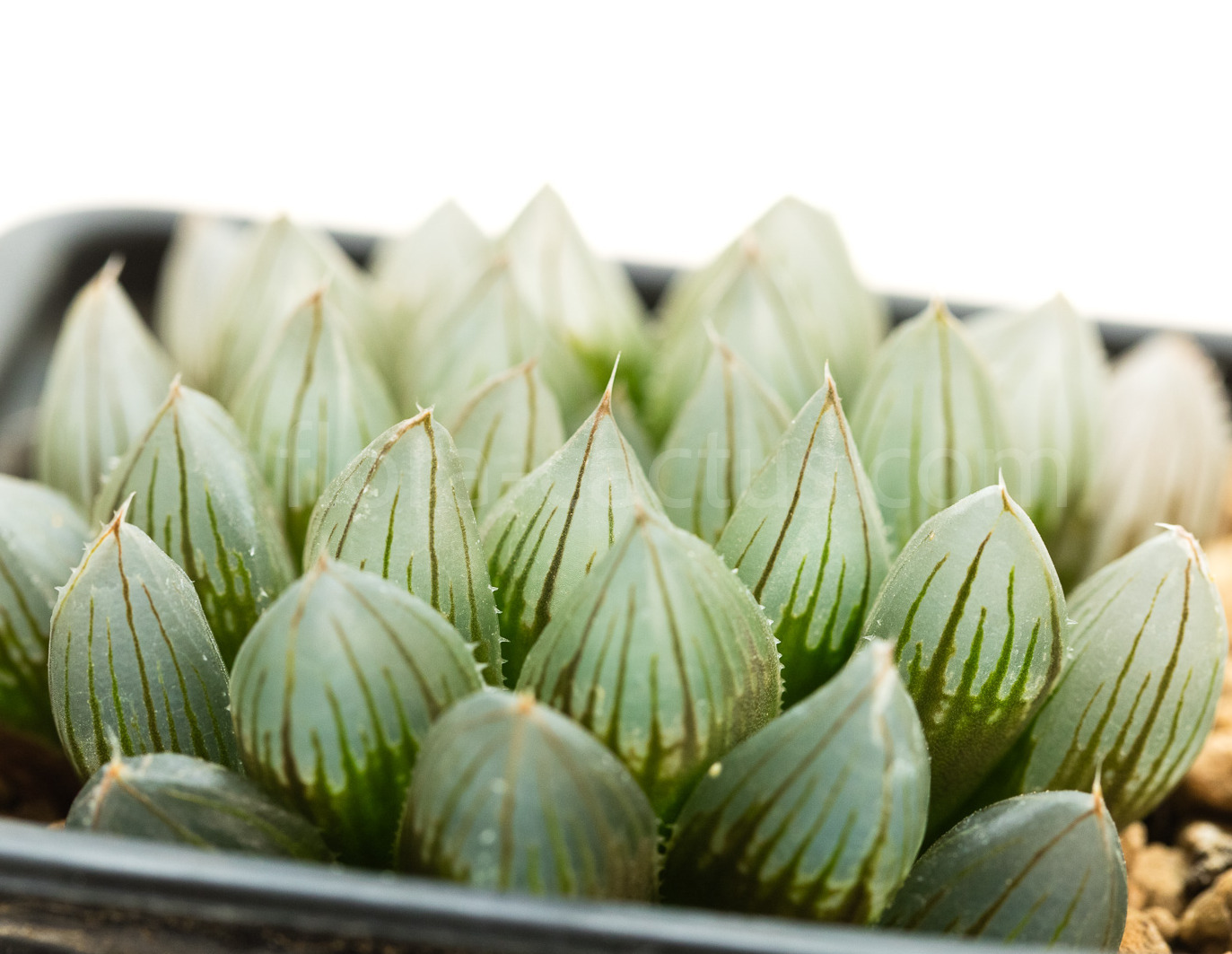 Haworthia_Yamada_Black-6