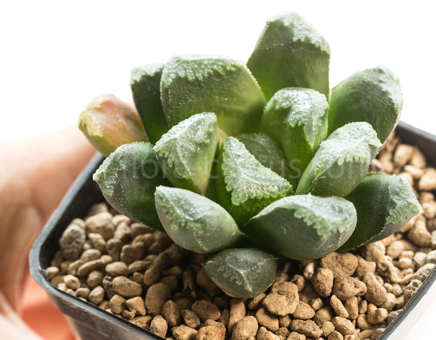 Haworthia_truncata_Eastbourne-2