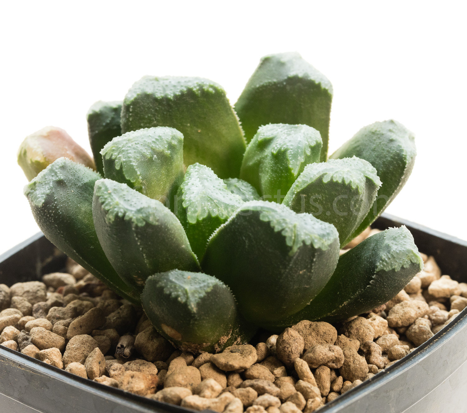 Haworthia_truncata_Eastbourne-1
