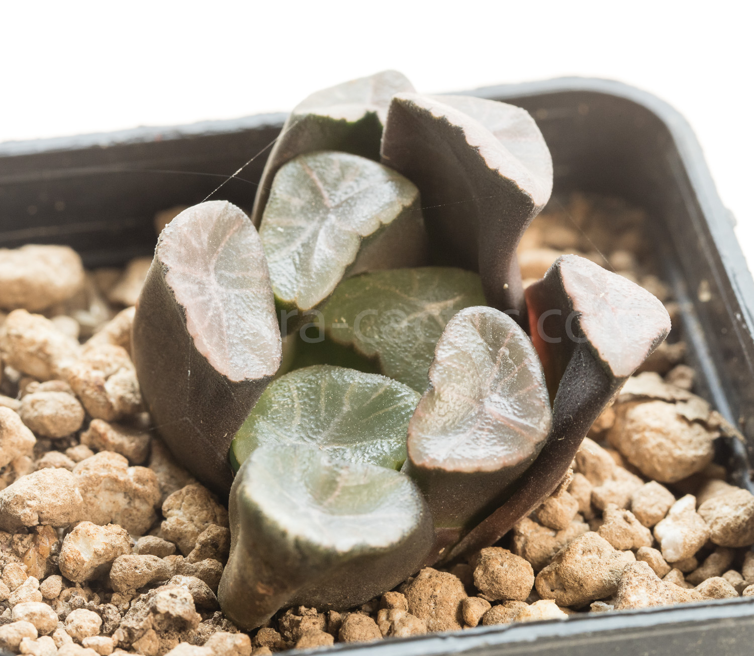 Haworthia_maughanii-1
