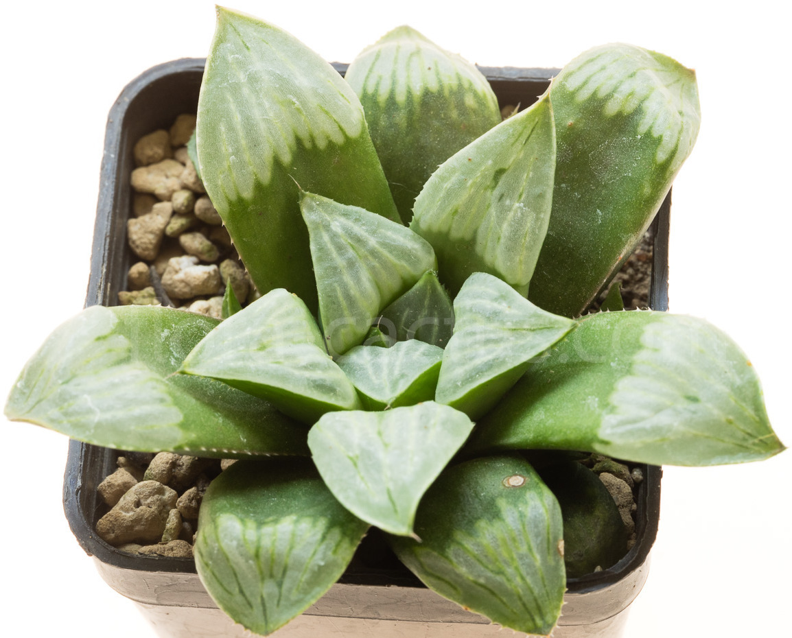 Haworthia_Byakuya-2