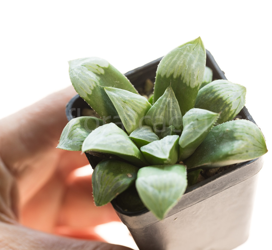 Haworthia_Byakuya-1