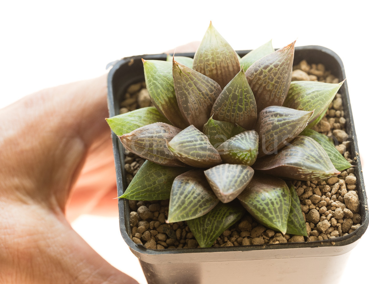 Haworthia_obesa_Kambroo-2