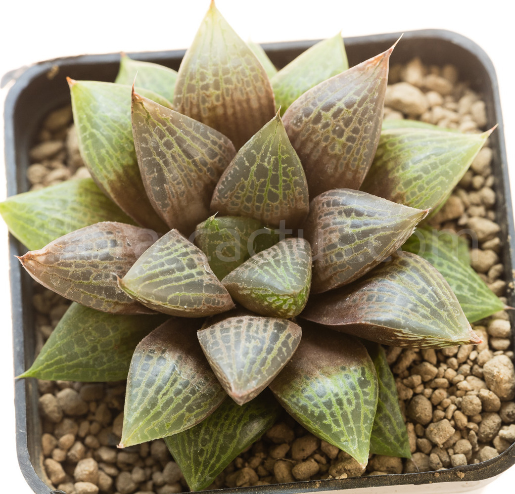 Haworthia_obesa_Kambroo-1
