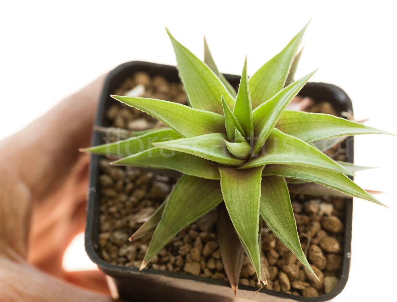 Haworthia_limifolia_ubomboensis-1