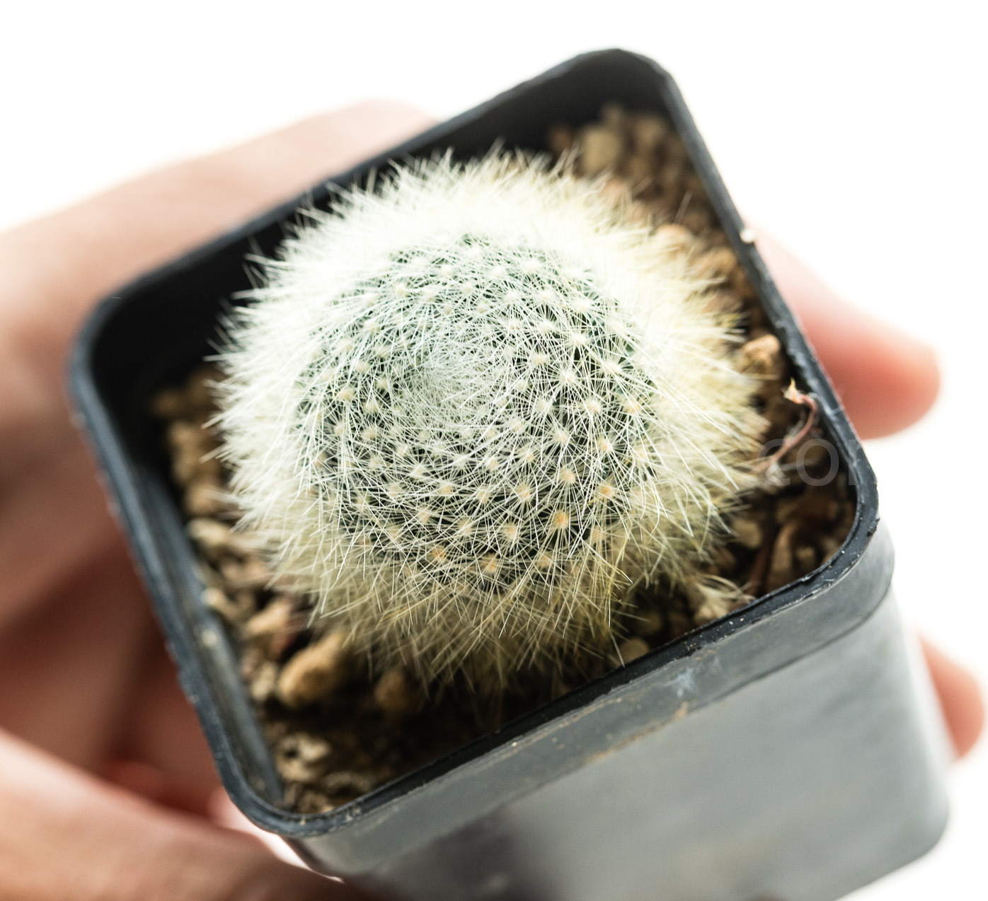 Rebutia_albolanata-2