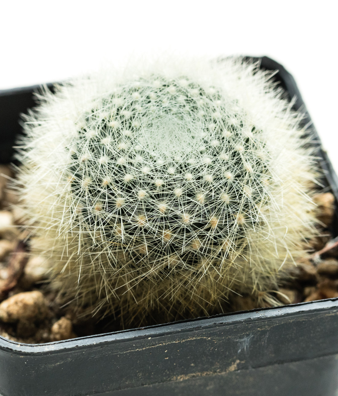 Rebutia_albolanata-1