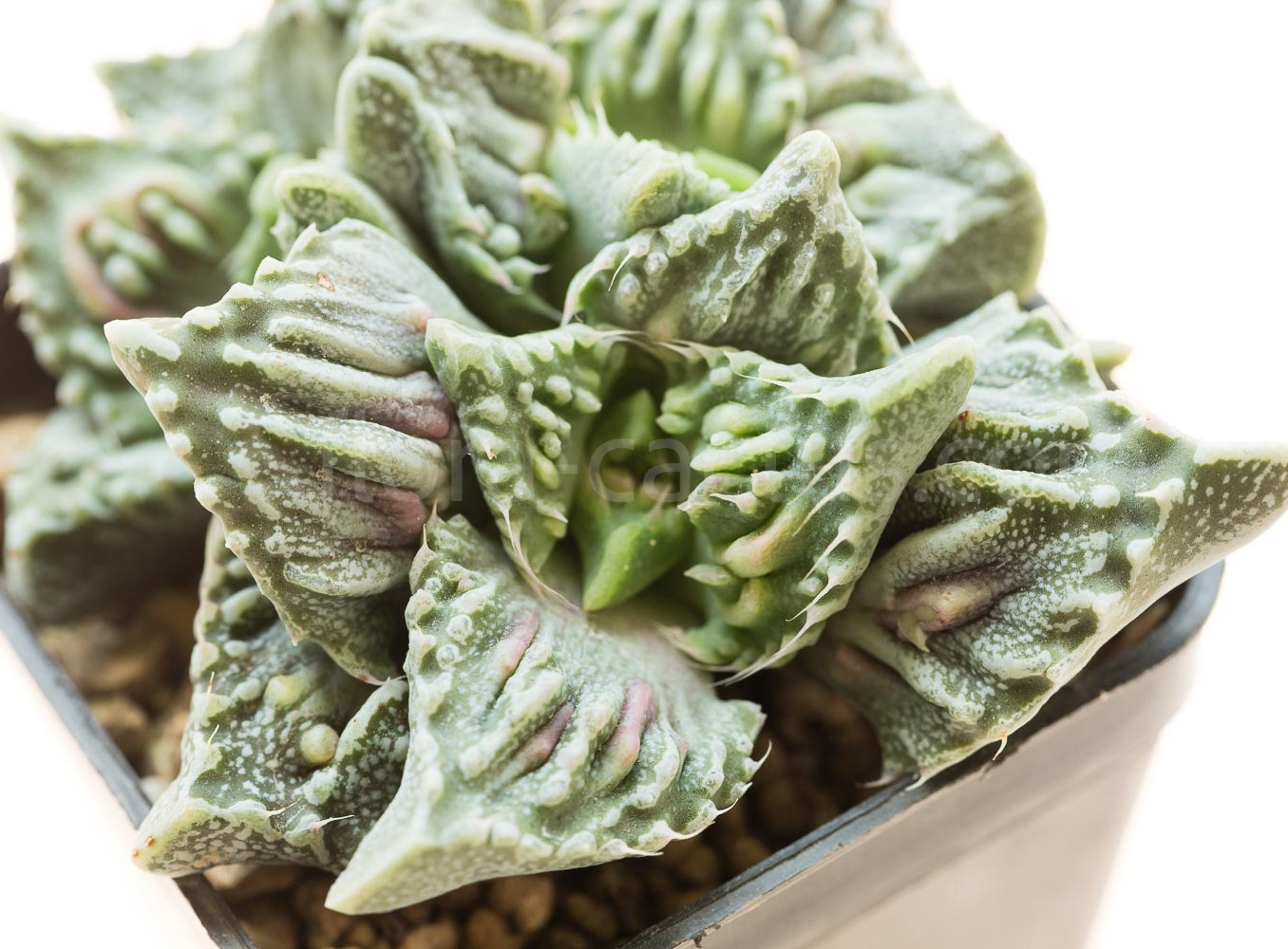 Faucaria_tuberculosa_Super_Warty-3