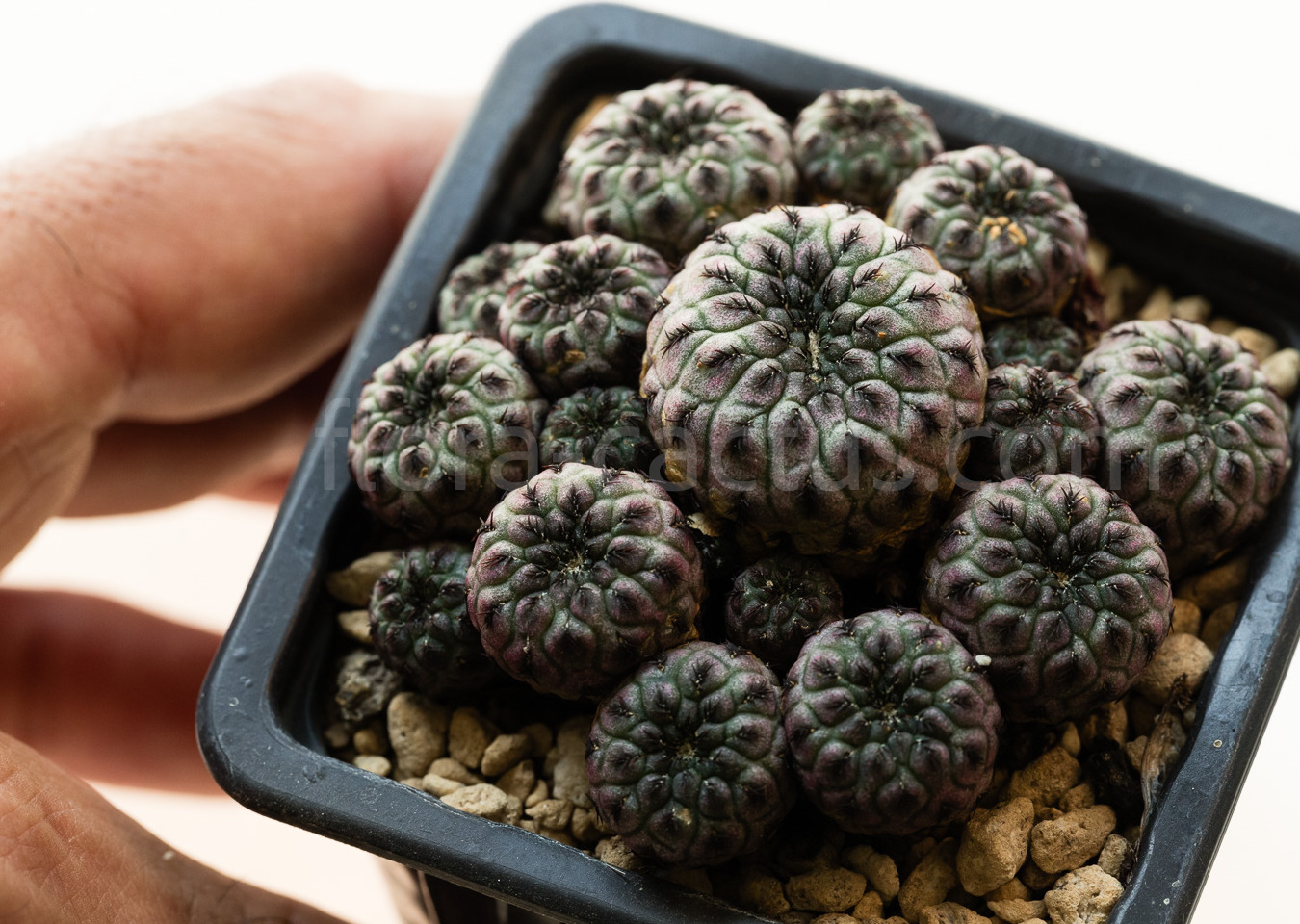 Sulcorebutia_rauschii_violacidermis-2