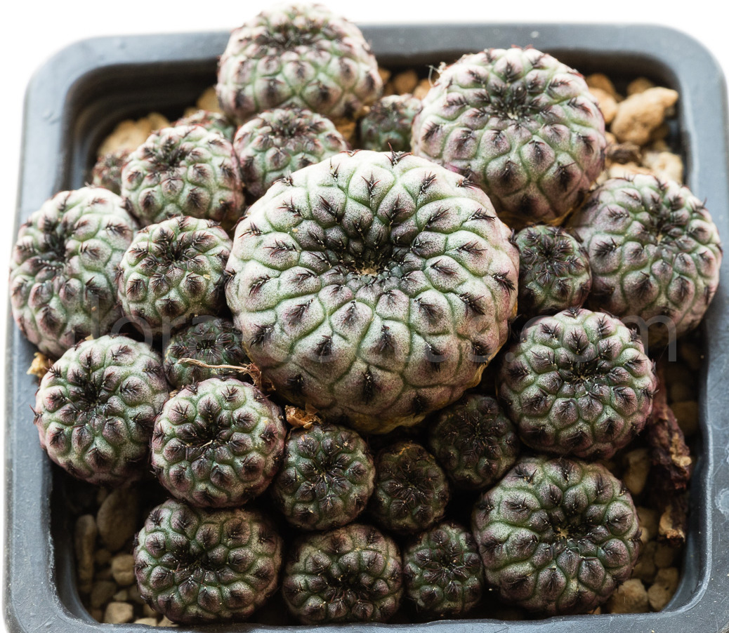 Sulcorebutia_rauschii_violacidermis-1