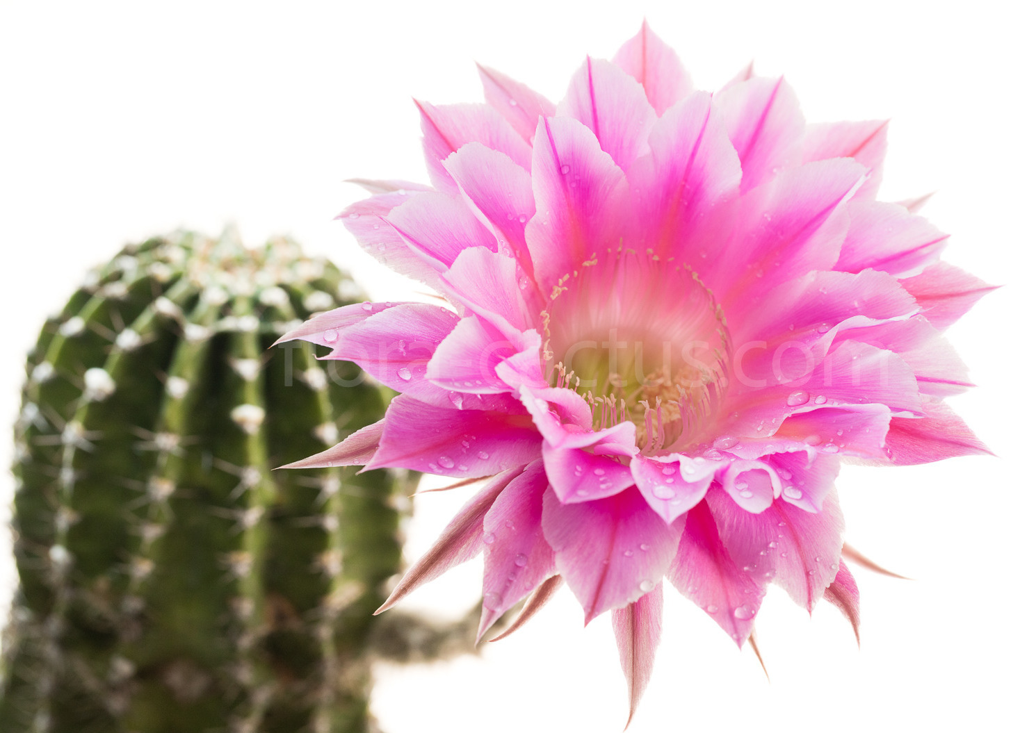 Echinopsis_Terpsicore-1