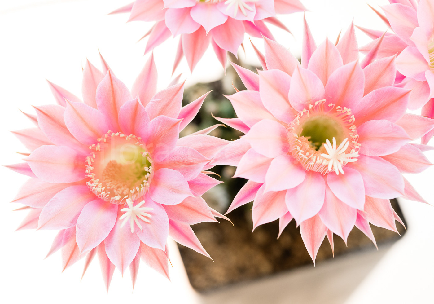 Echinopsis_Pink_Nymph-4