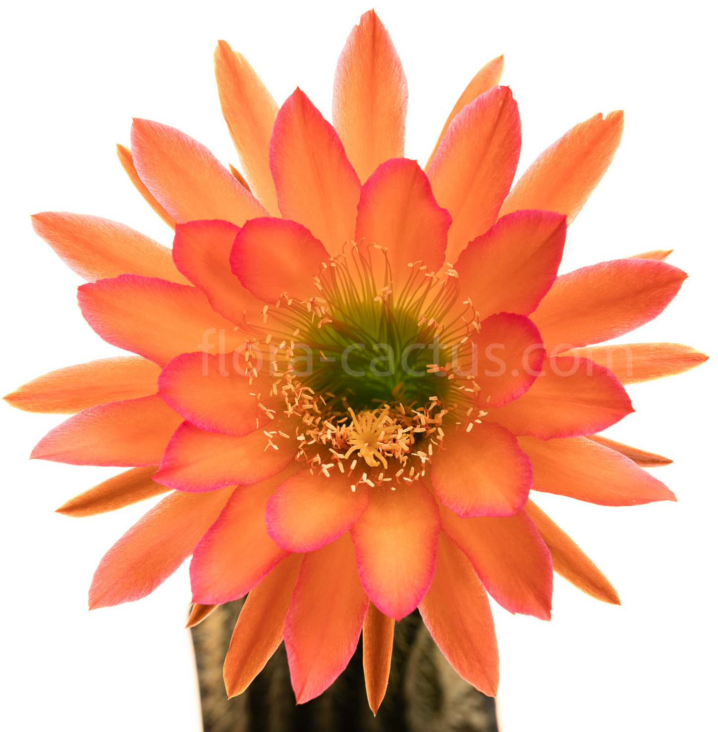 Trichocereus_Arizona_Sunset-11