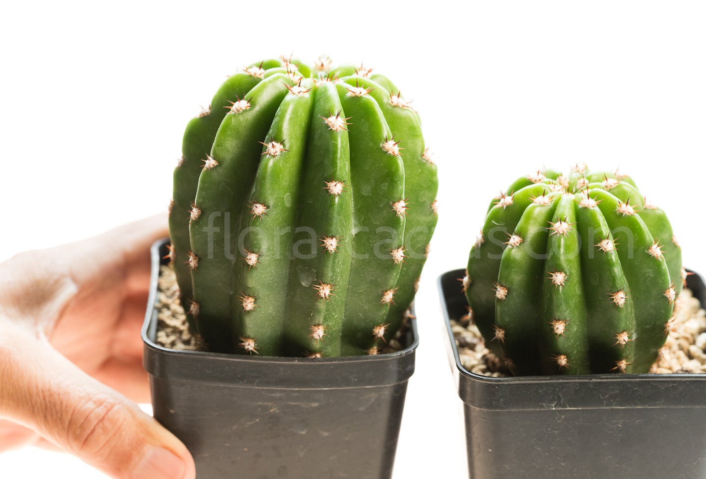 Trichocereus_109-2