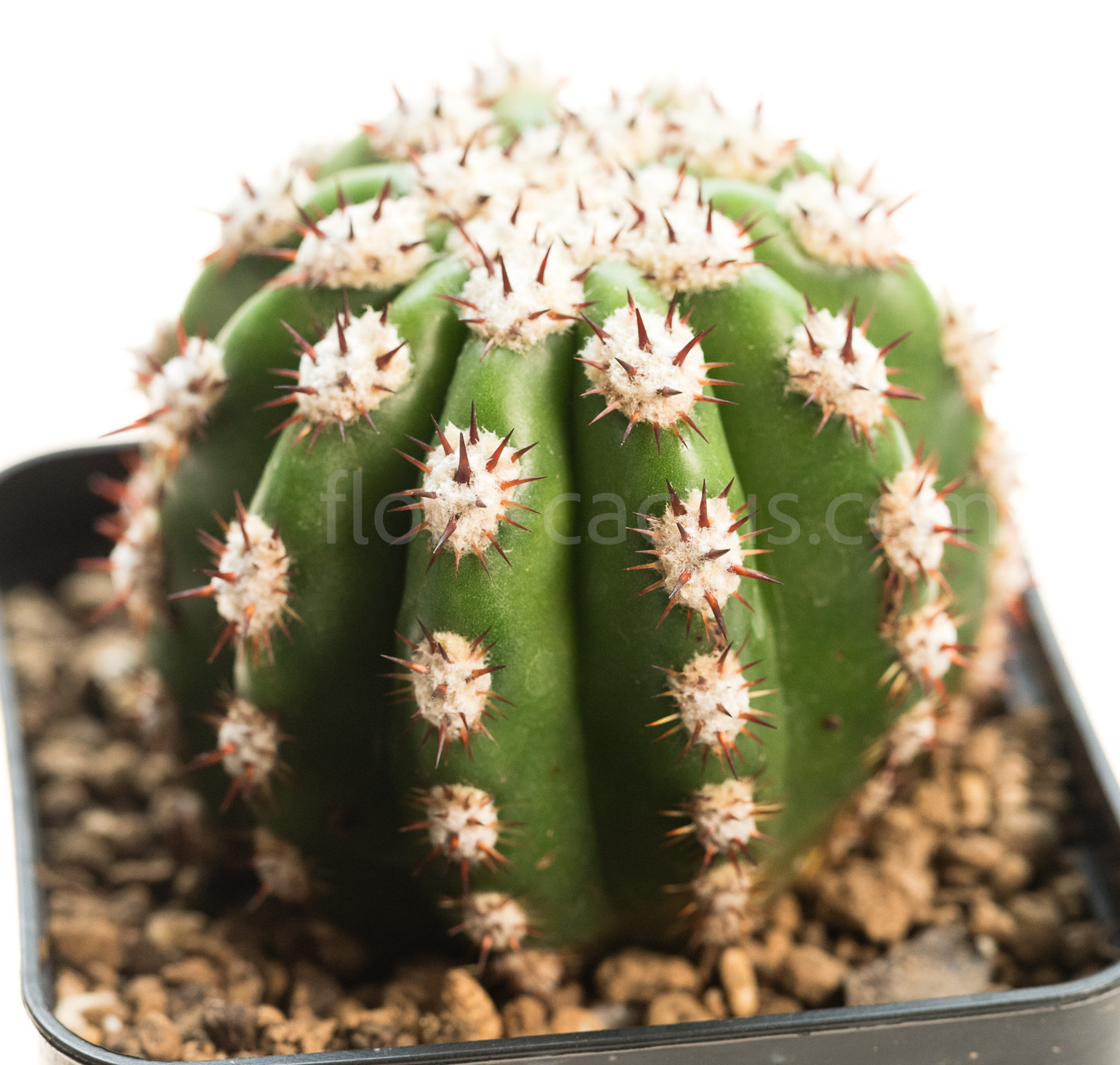 Trichocereus_purpureopilosus_thelegonus-1