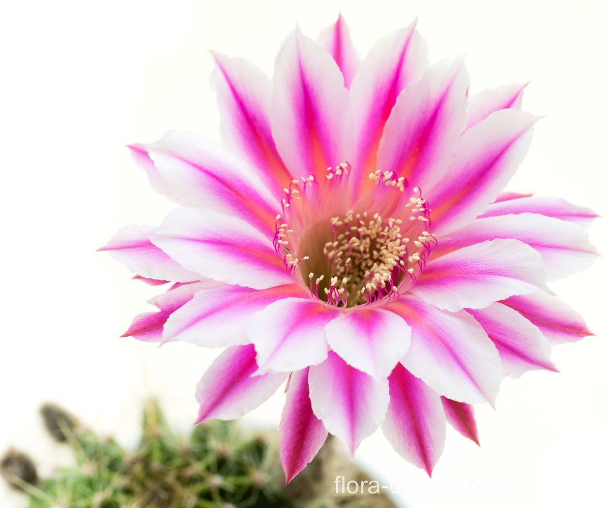 Echinopsis_Brigittes_Beauty1
