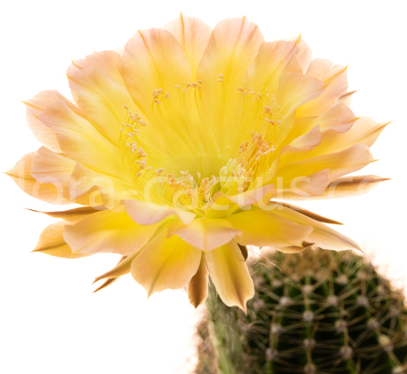 Echinopsis_Consolation-1