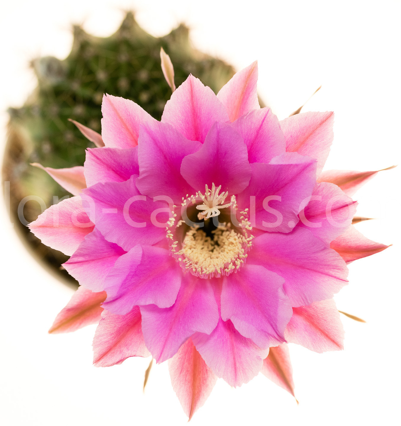 Echinopsis_Nancy_Scott-2