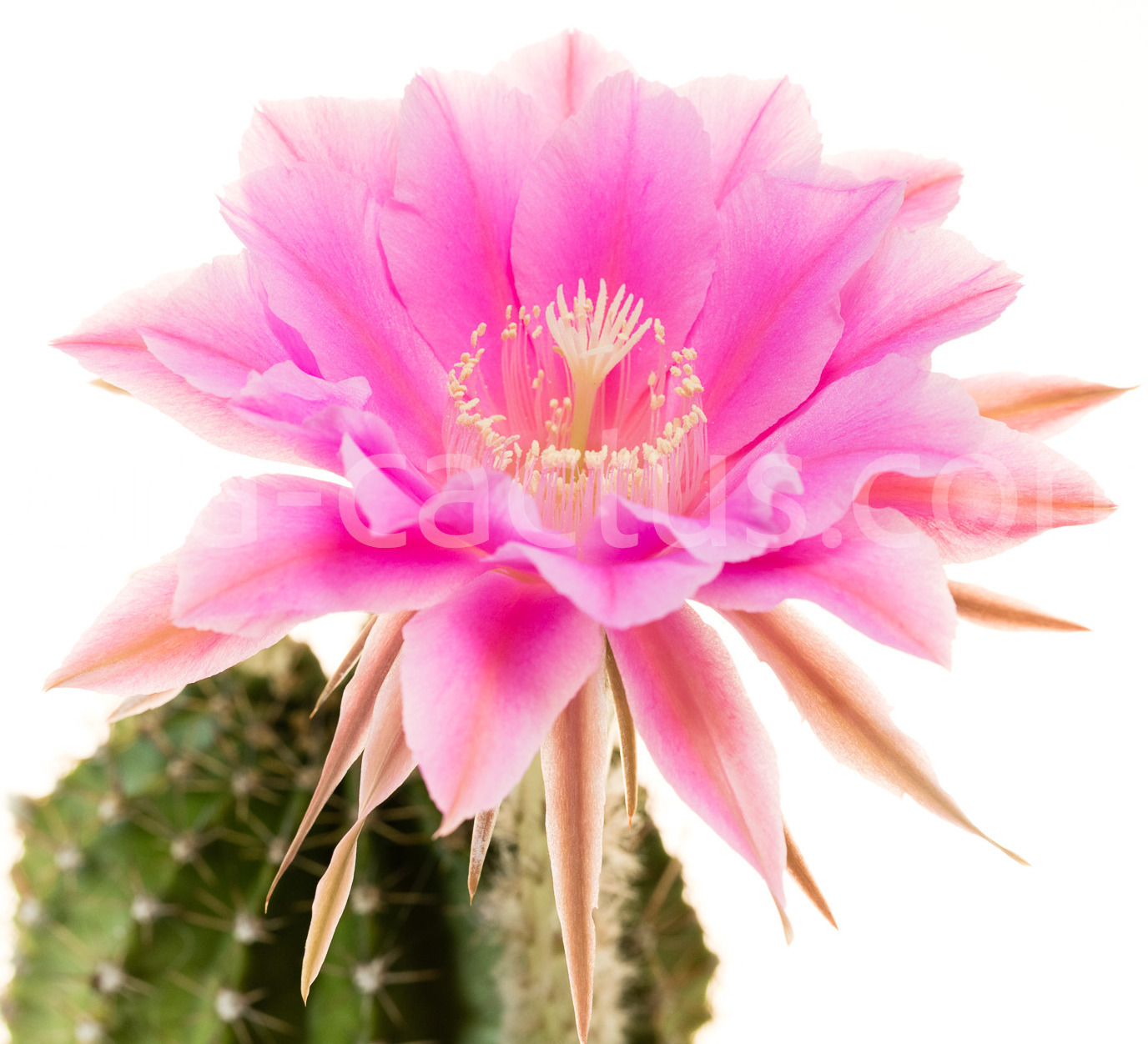 Echinopsis_Nancy_Scott-1