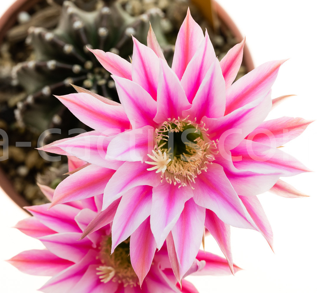 Echinopsis_Sonata_Rheingold_215-1
