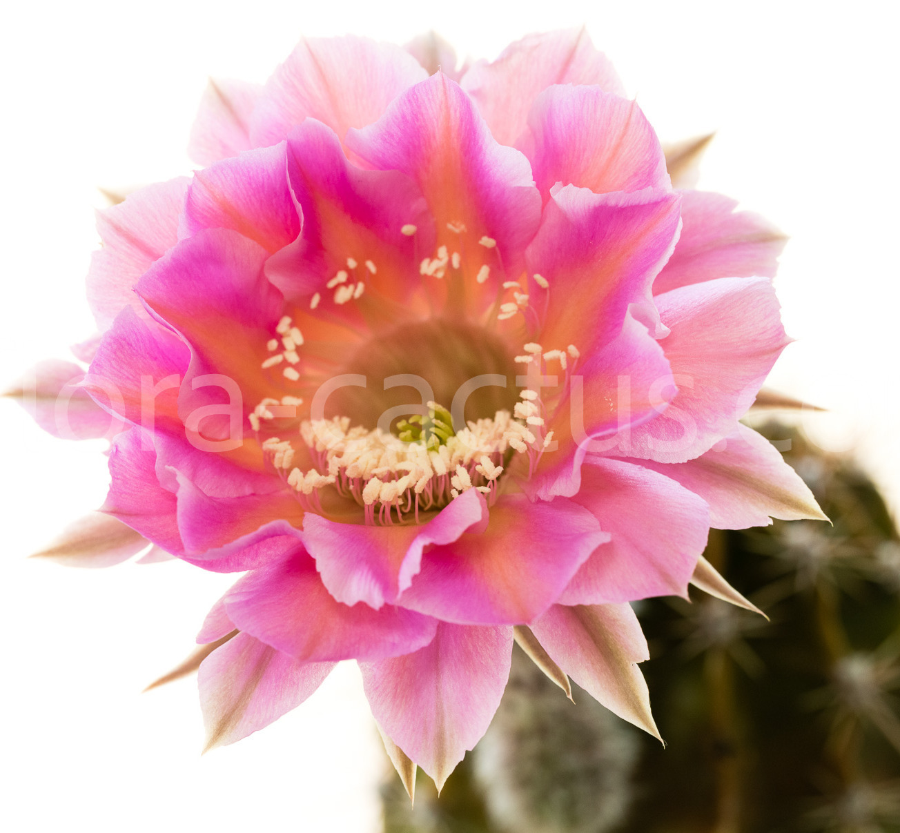 Echinopsis_Tuffet-1