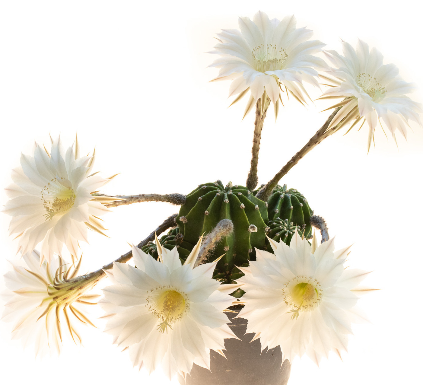 Echinopsis Upeka-1