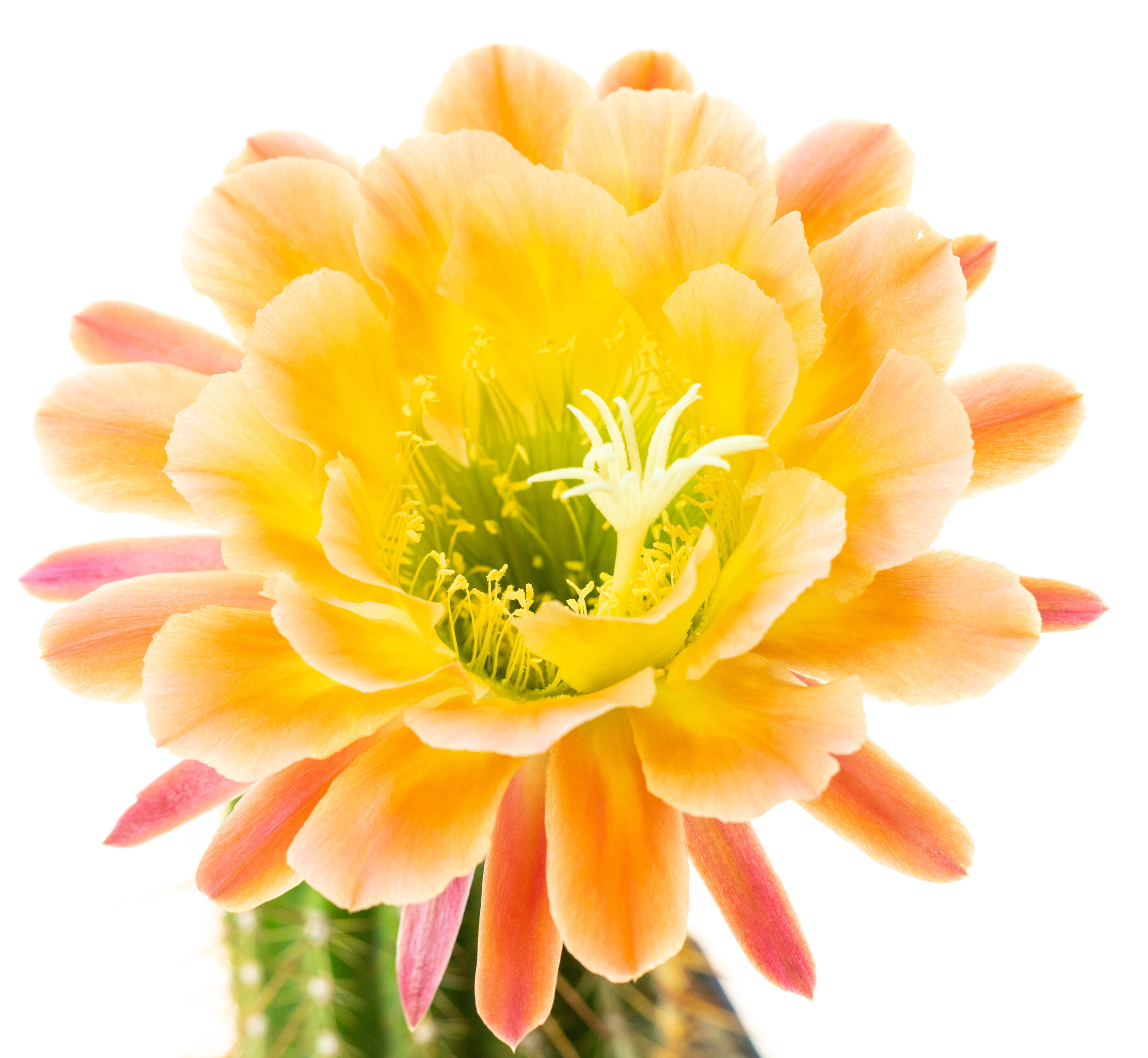 Trichocereus_Apricot_Glow-1
