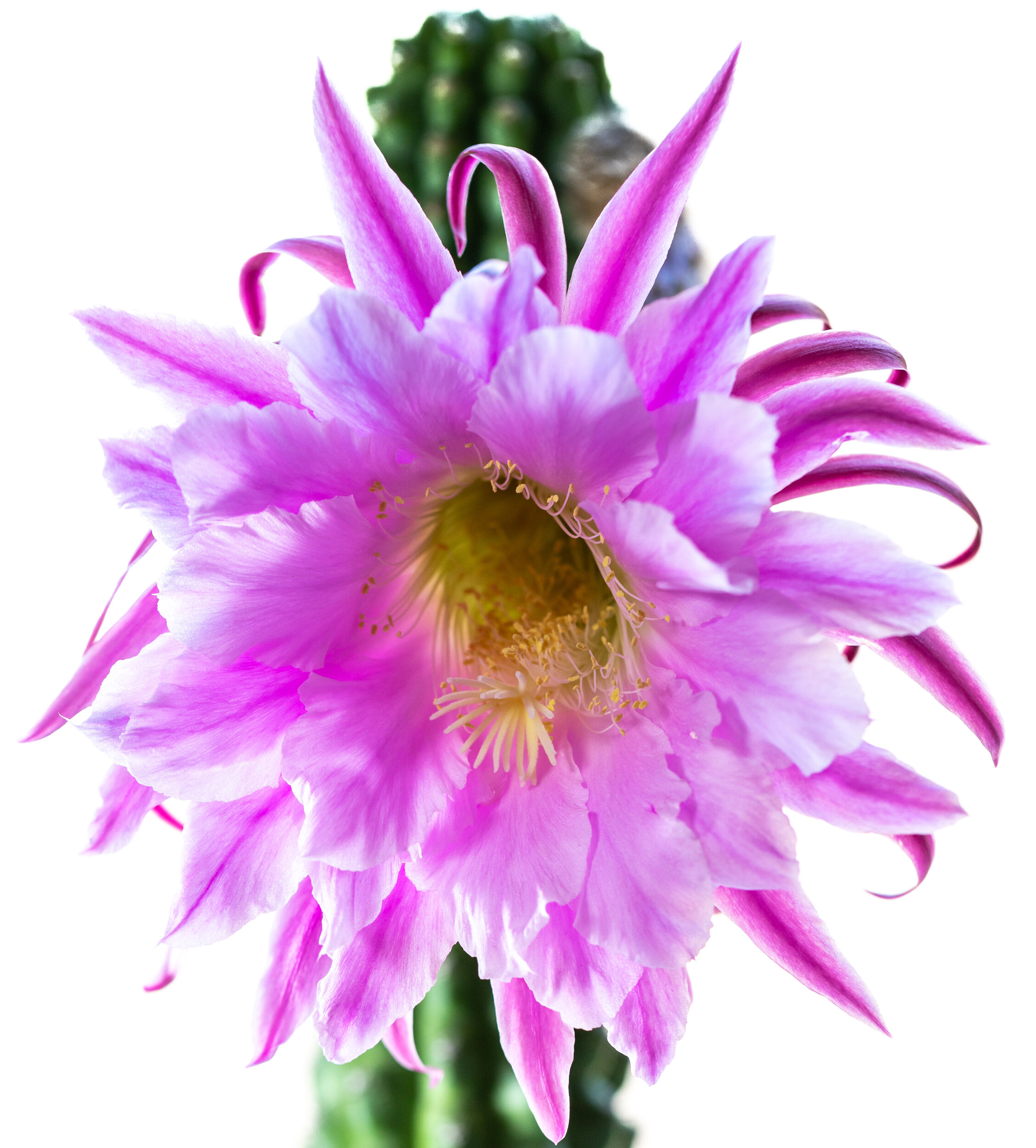 Trichocereus_Theleflora-3