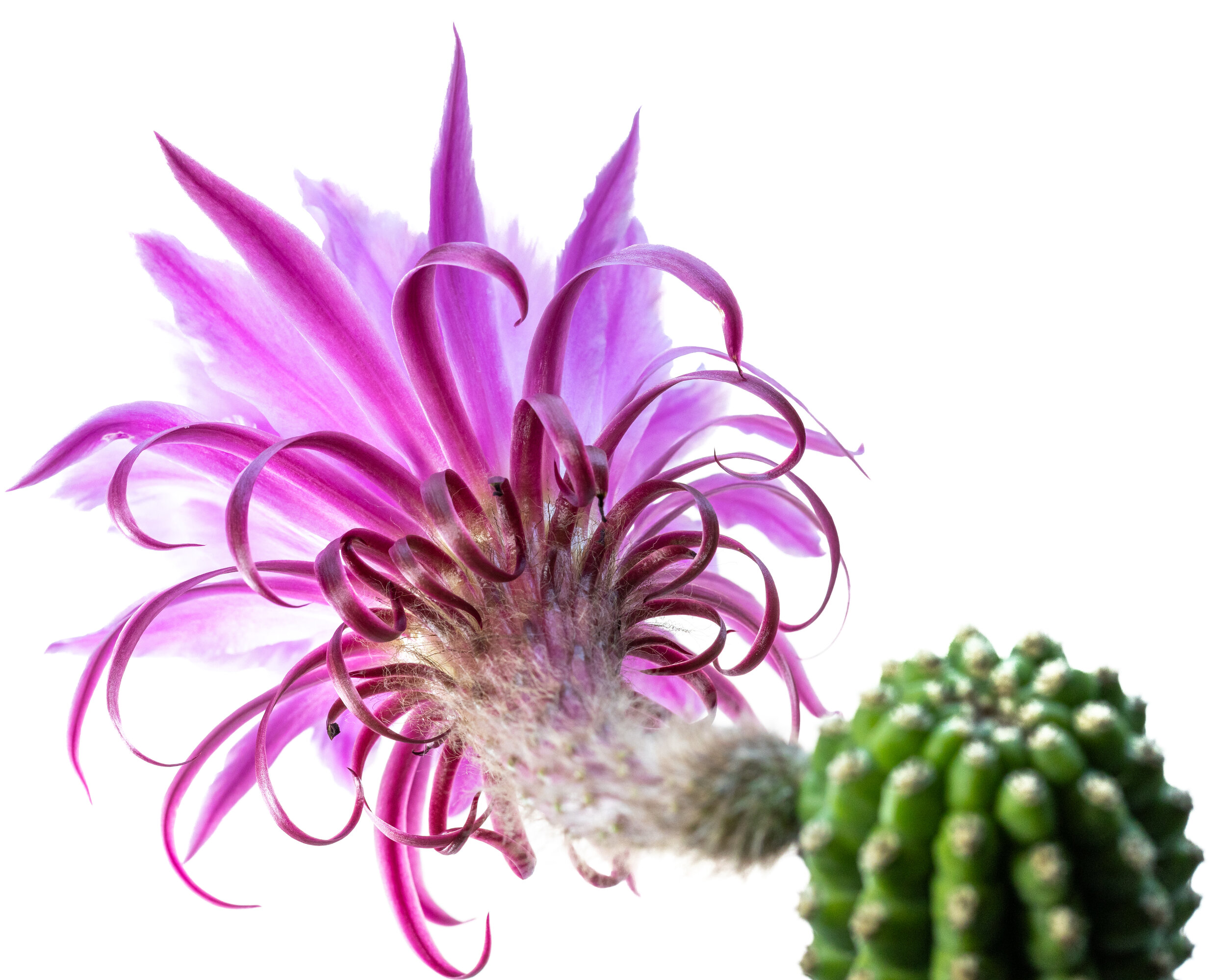 Trichocereus_Theleflora-1
