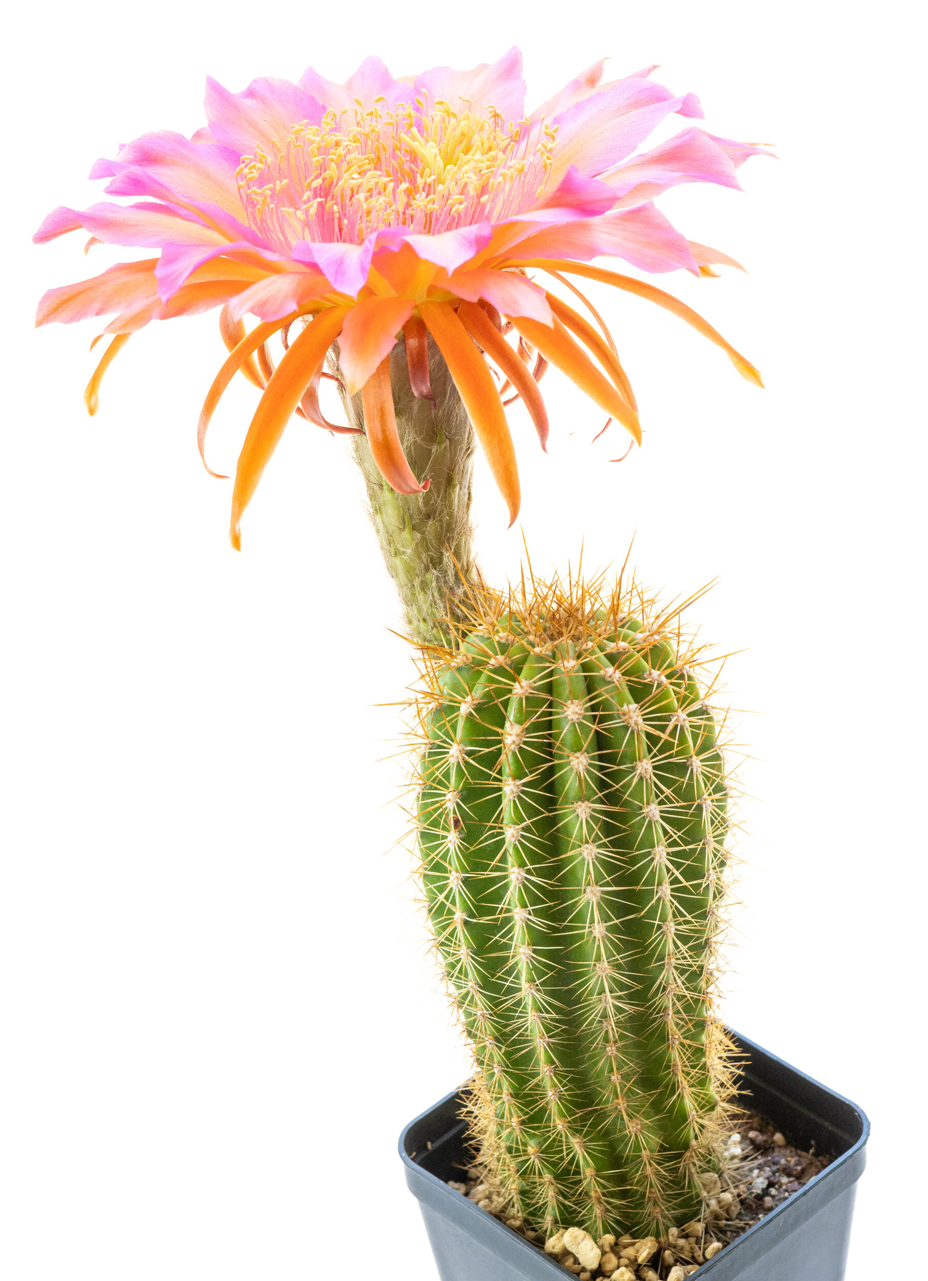Trichocereus_Indio_Magic-4