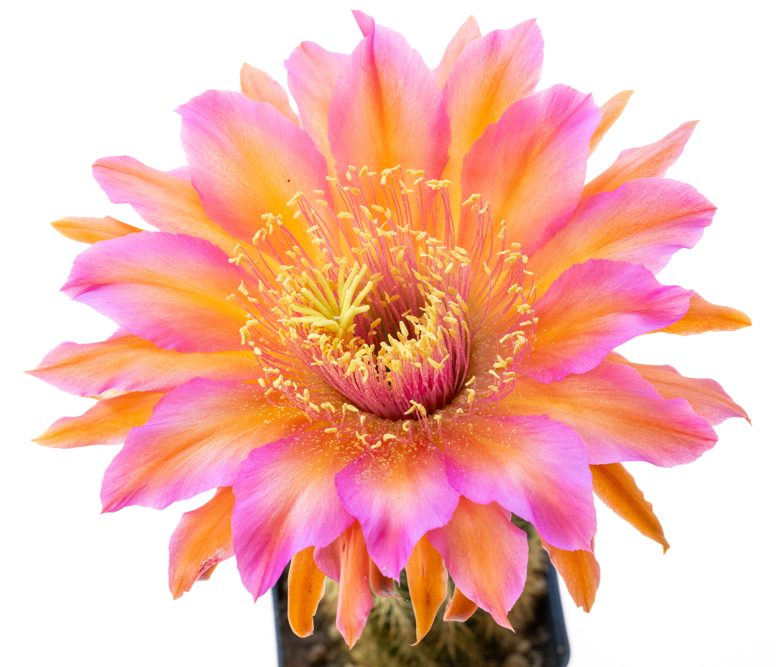 Trichocereus_Indio_Magic-1