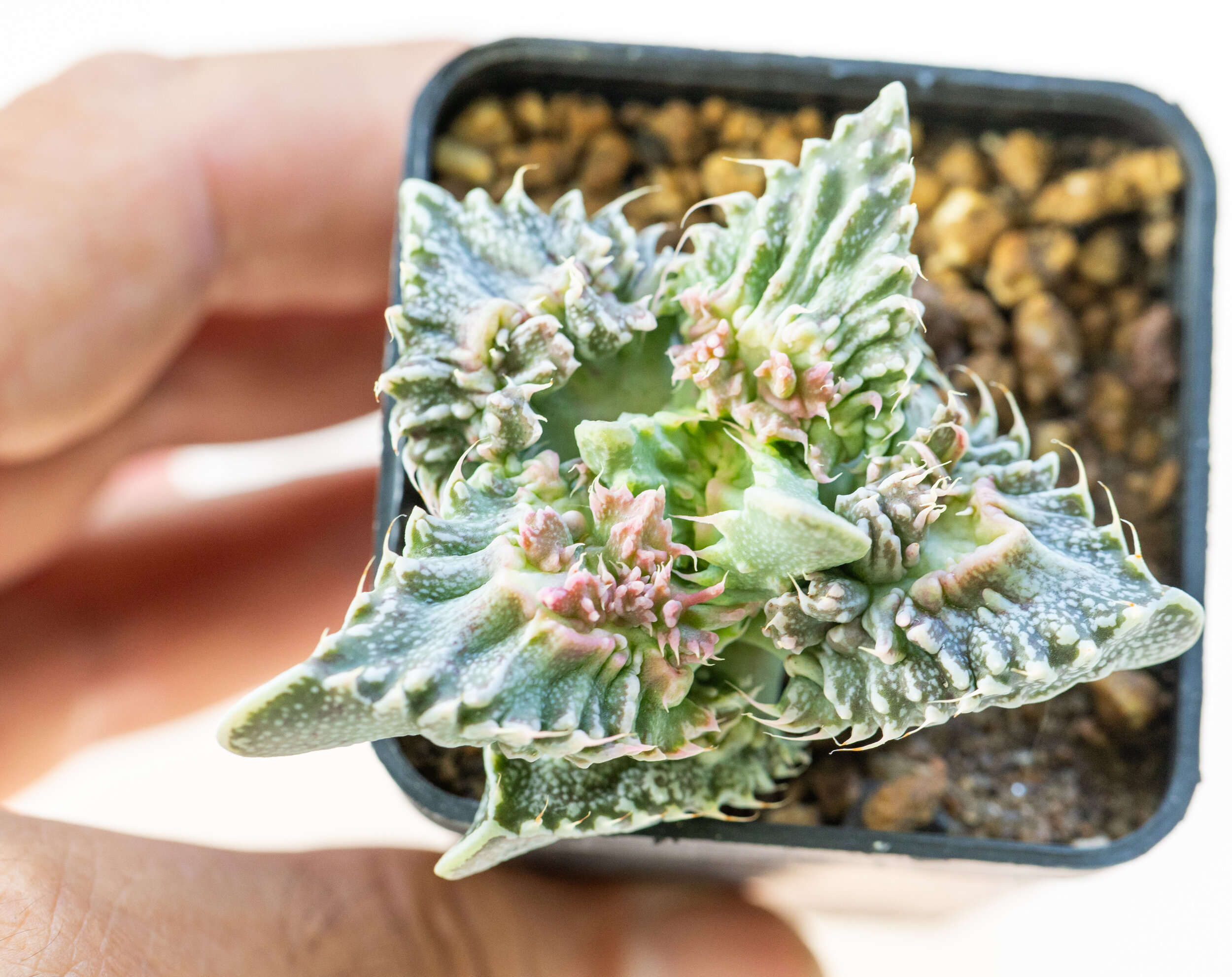 Faucaria_tuberculosa_Super_Warty-5