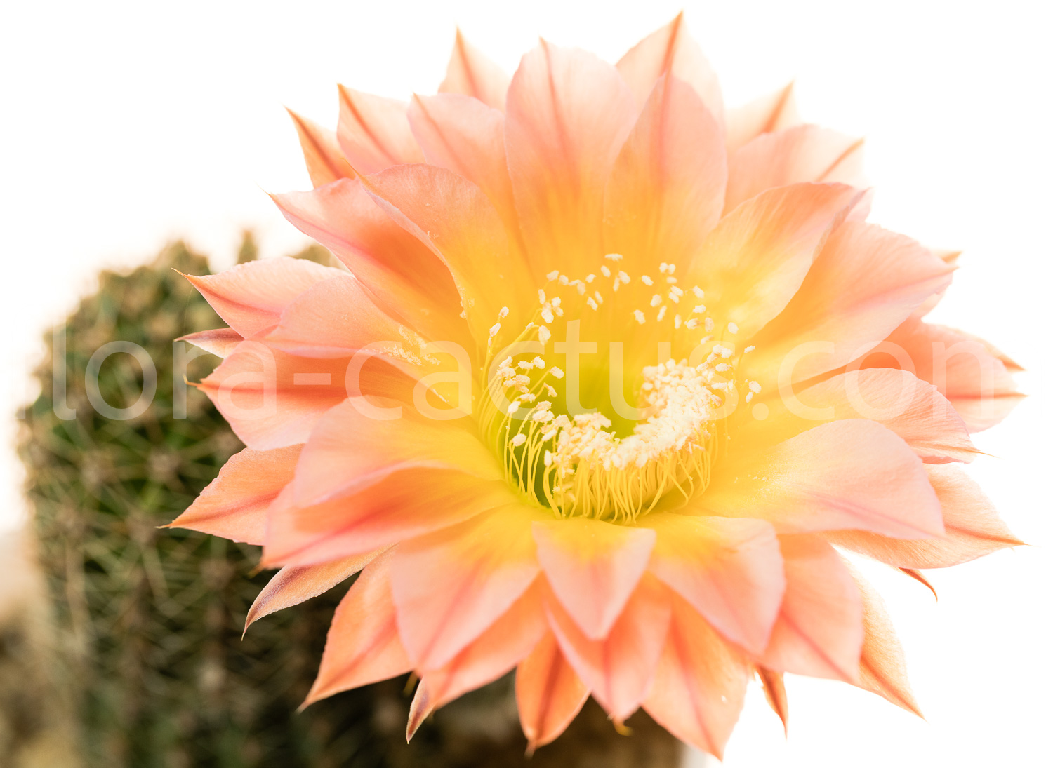 Echinopsis_Margaret_Martin-1