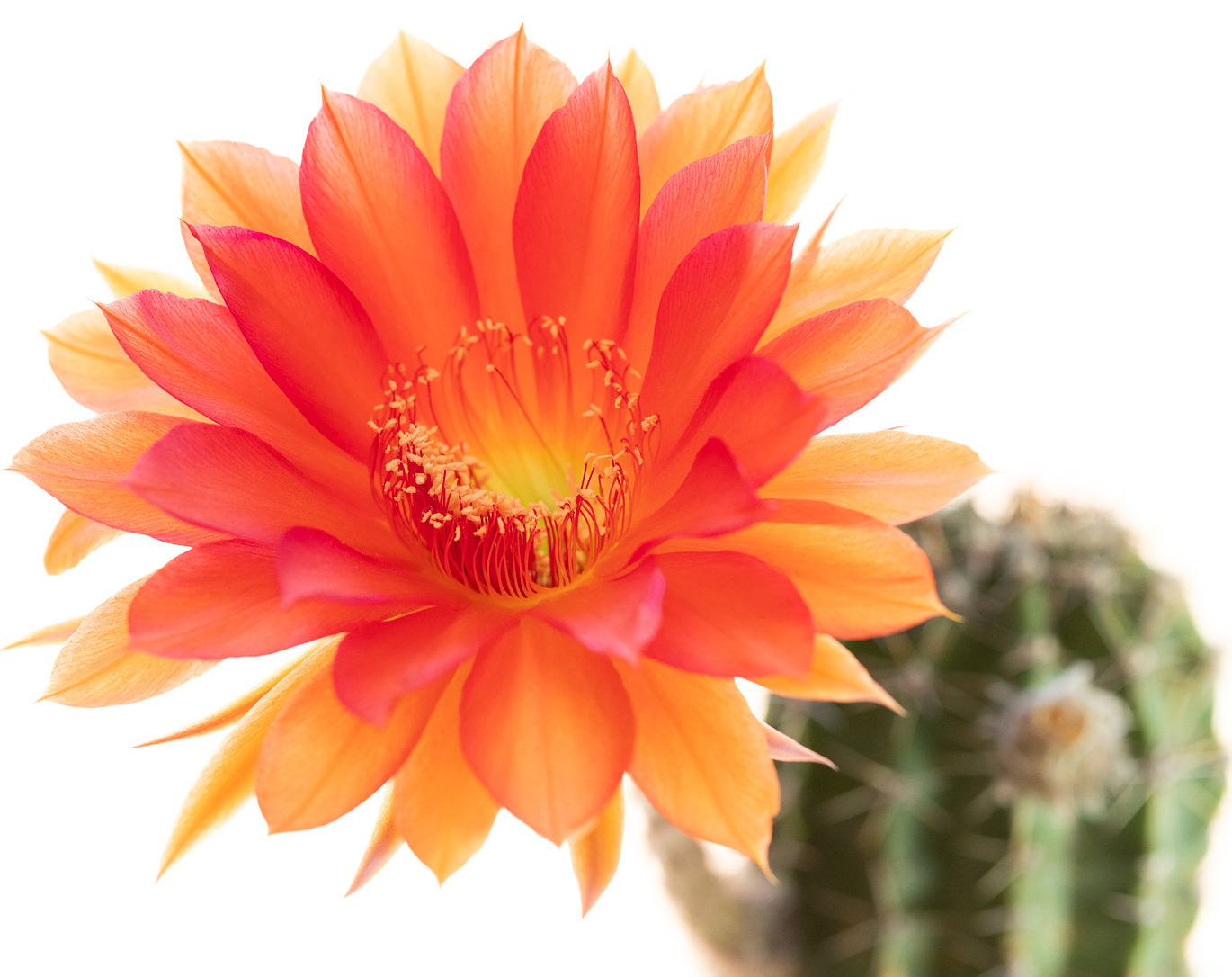 Echinopsis_Antimatter-1