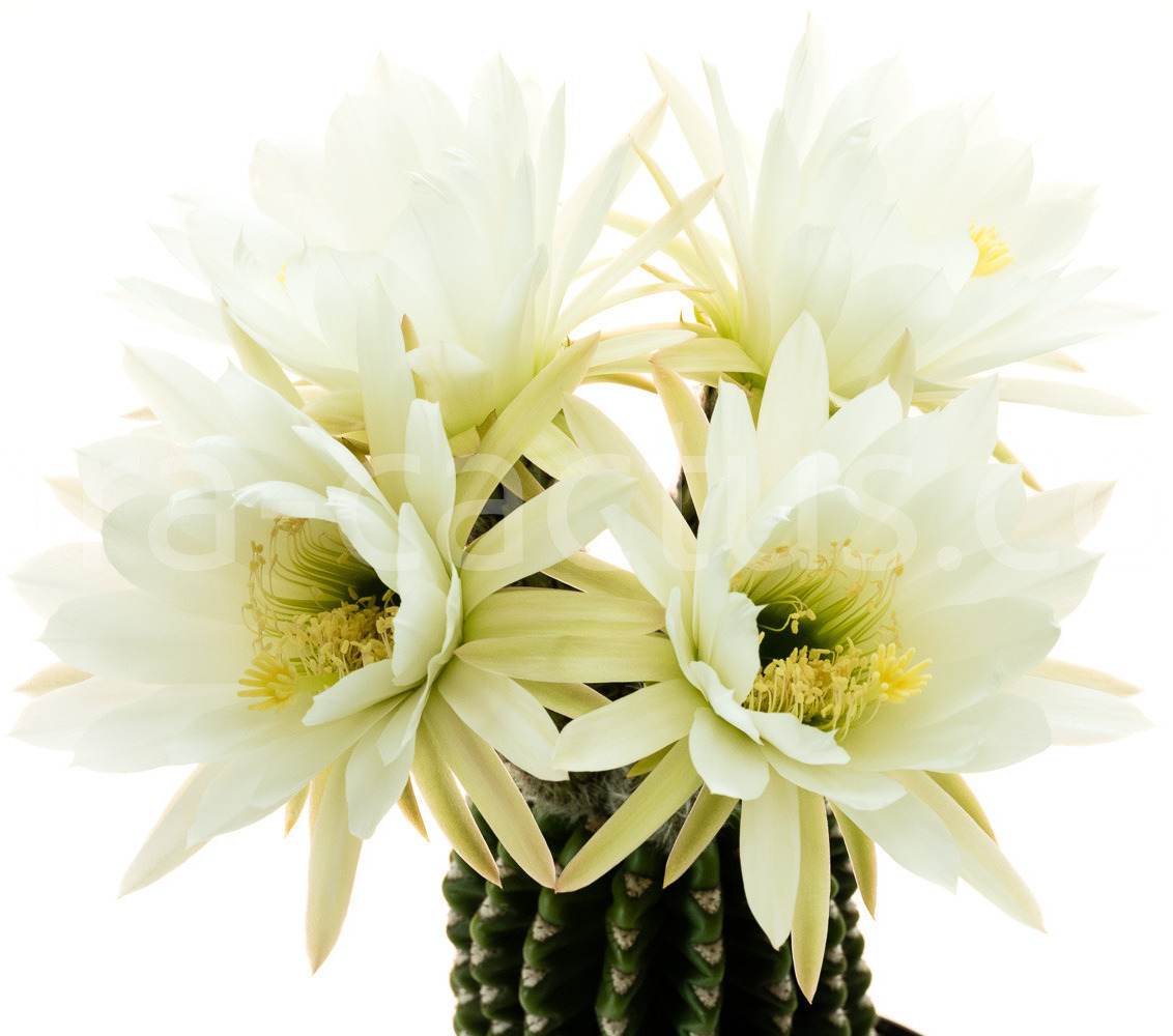 Trichocereus_spachianus_Brevispinus-2