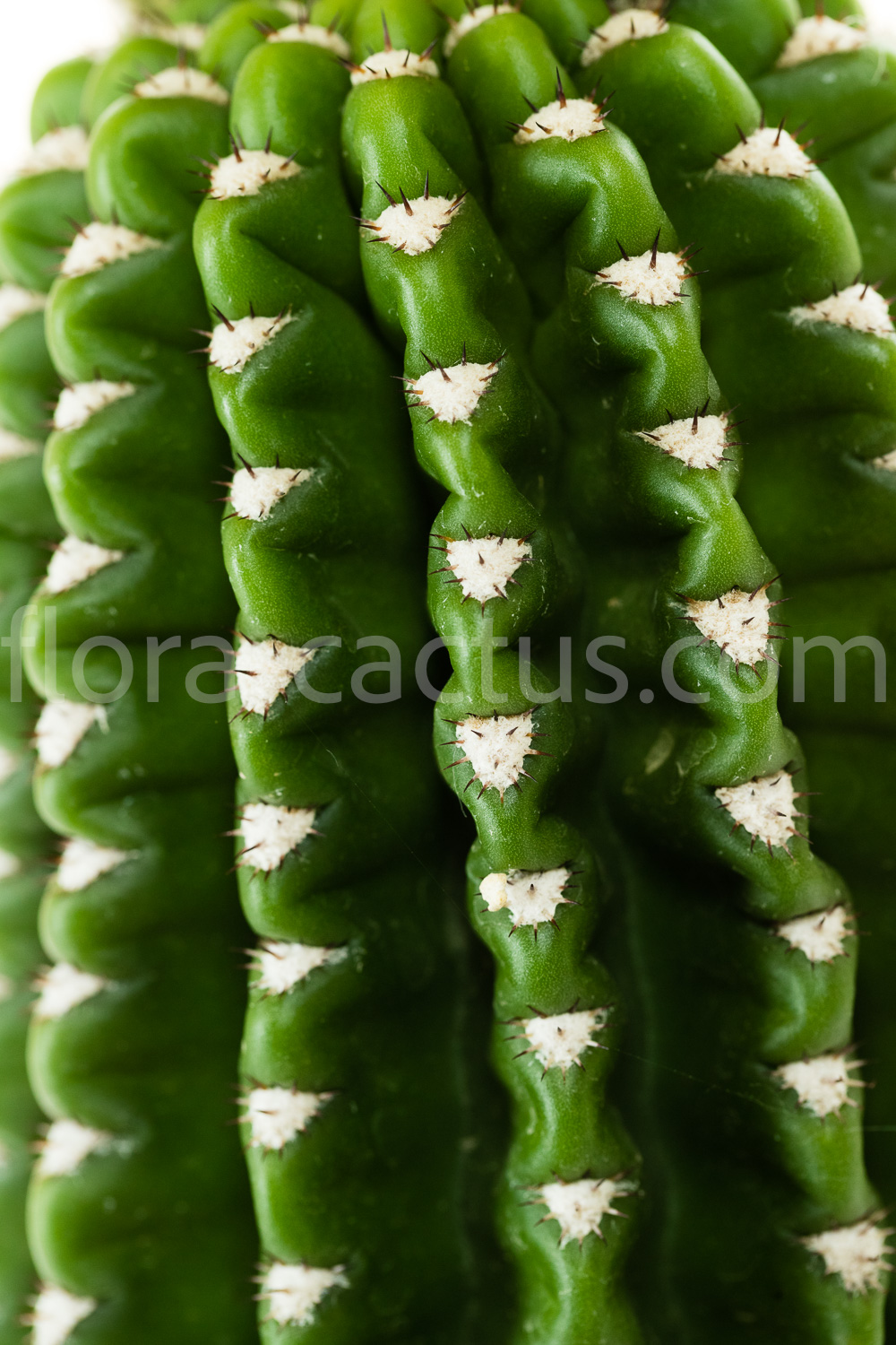 Trichocereus_spachianus_Brevispinus-1