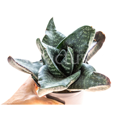 Gasteria-excelsa-Cala-3