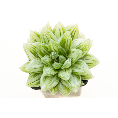 Haworthia-cymbiformis-Grey-Green-Variegated-5