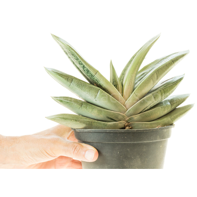 Gasteria 'Hulky'-2