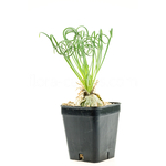 Albuca-spiralis-1