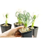 Albuca-spiralis-5