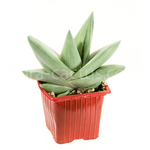 Gasteraloe-Green-Ice-5