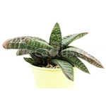 Gasteria-batesiana-dolomitica-cl1-1