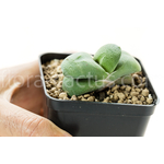 Gasteria-glomerata-HB-2