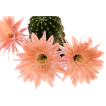 Echinopsis_ChicoMendes-1