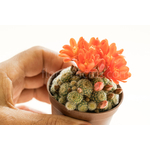 Rebutia_fabrisii_nana_MN135-1