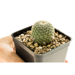 Rebutia_heliosa_theresae_SE227-4