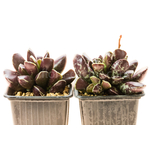 Adromischus_cristatus_Purple_skin-1